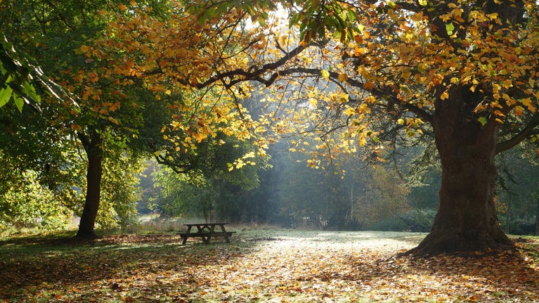 Light beams through trees with autumn leaves with a picnic table underneath